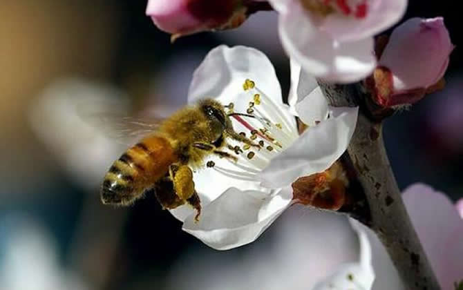 一畝大棚養(yǎng)殖多少蜜蜂