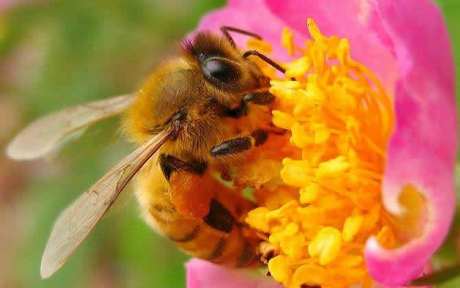 土蜜蜂