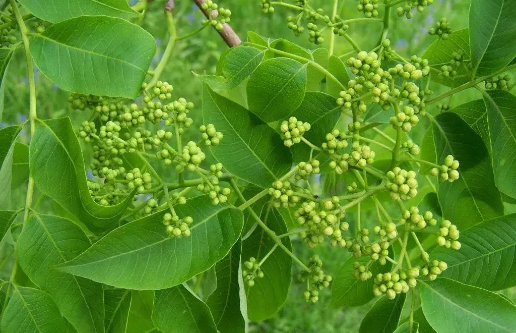 東北蜂蜜品種有哪些（東北蜂蜜種類介紹）