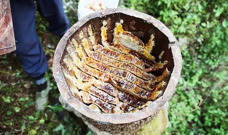 養蜂用圓木桶好還是用活框箱好（蜜蜂土養好還是活框好）