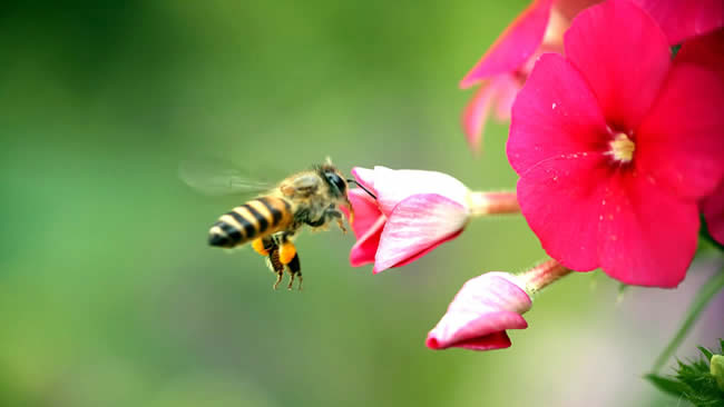 蜜蜂養(yǎng)殖注意事項(xiàng)