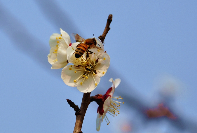 蜜蜂入夏怎么防止斷產?