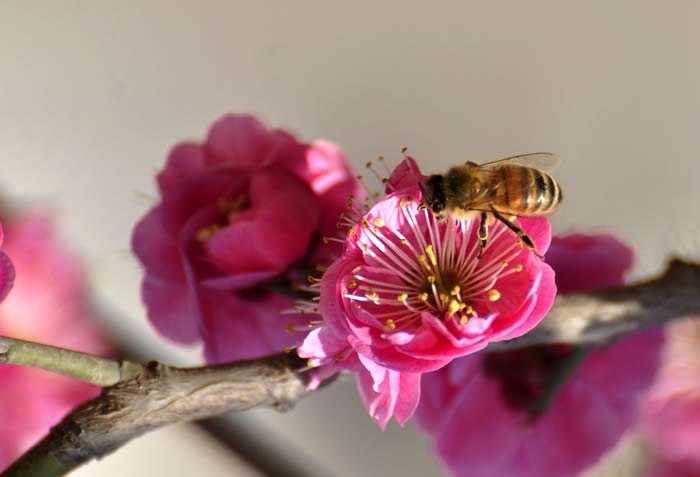 蜜蜂入夏怎么防止斷產?