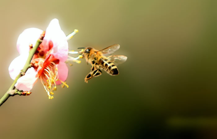 蜜蜂入夏怎么防止斷產?