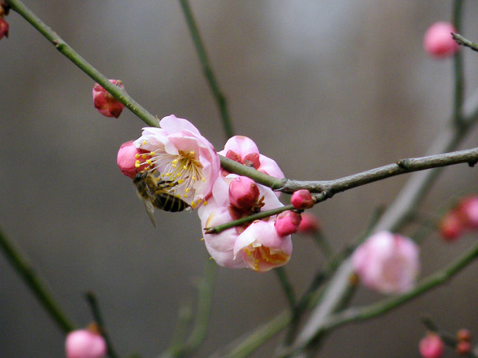 蜜蜂入夏怎么防止斷產?