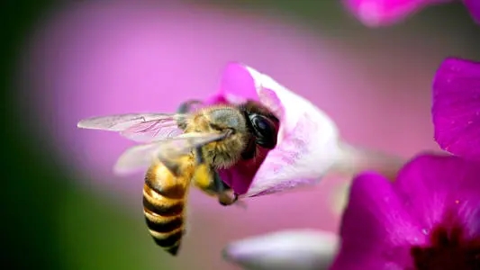 蜜蜂幾月可以喂水（蜜蜂怎么喝水什么時候喂最好）