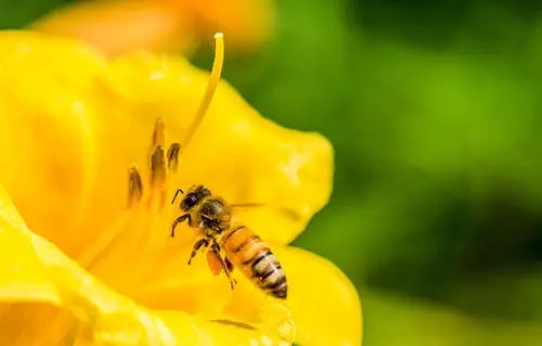 蜜蜂幾月可以喂水（蜜蜂怎么喝水什么時候喂最好）