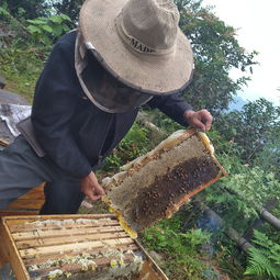 蜂場意蜂盜中蜂如何處理（中蜂被意蜂盜蜜的緊急處理）