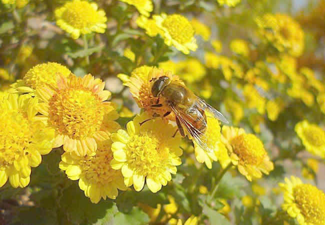 家里來蜜蜂是什么預兆