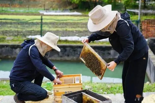 蜜蜂是群居生物,那蜜蜂的社會組織是怎么組成的