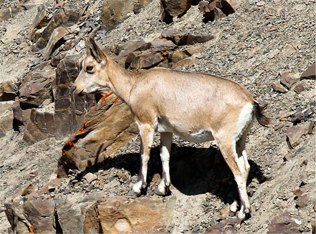 新疆帕米爾高原發現香鼬，不足1斤，敢捕食比自己重100倍的盤羊