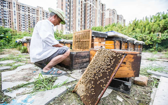 陽臺養蜂