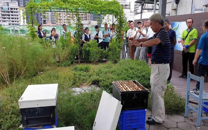 陽臺養蜂