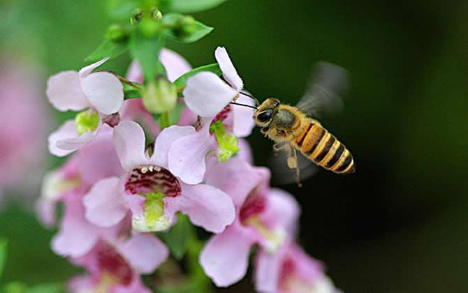 陽臺養蜂