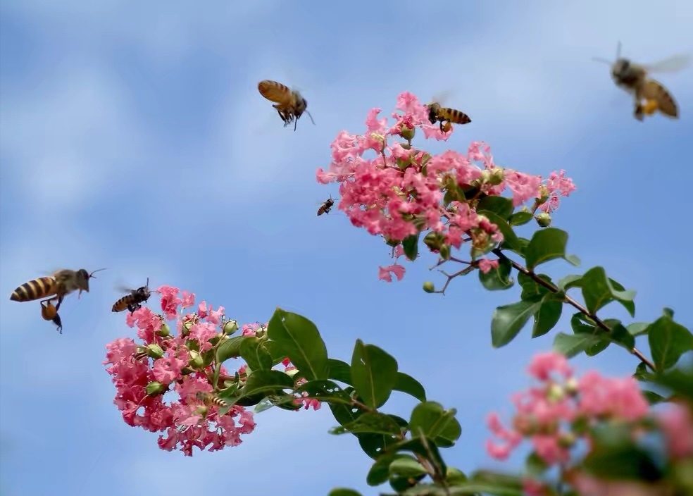 蜜蜂的活動范圍有多大（蜜蜂喜歡在什么地方活動）