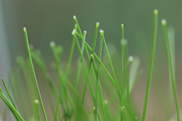 蜂蜜和韭菜可以一起吃嗎（韭菜和瘋子一起吃會出現什么副作用）