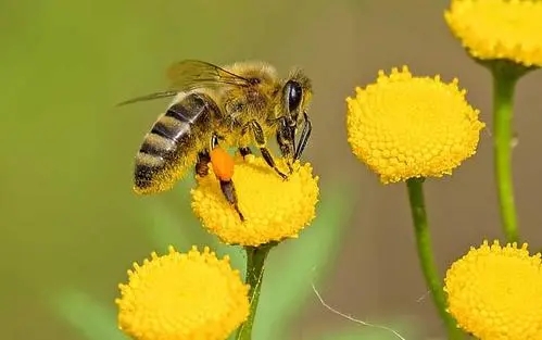 蜜蜂采食毒蜜怎么辦