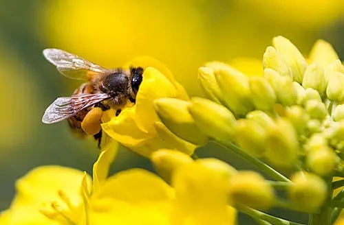 蜜蜂采食毒蜜怎么辦