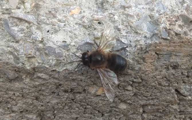 第一只蜜蜂是蜂王還是普通雌蜂（蜂王、雄蜂和工蜂分別是什么蜂）