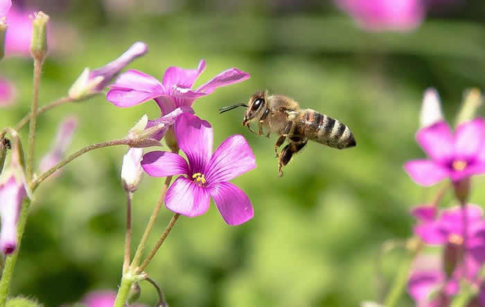 蜜蜂怎么過冬（越冬）？