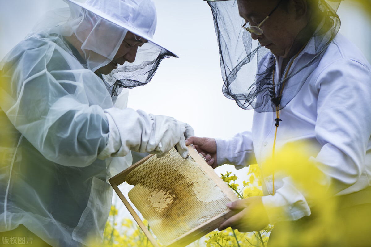 什么時候取蜜對蜂群的傷害最小（取走蜂蜜對蜜蜂有影響嗎）