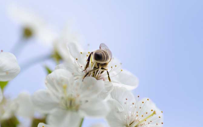 牛糞吸引蜜蜂