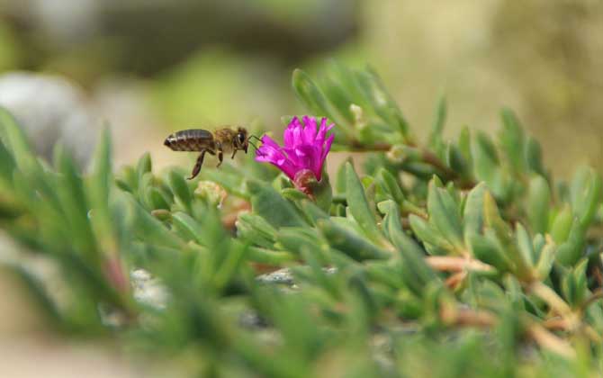 牛糞吸引蜜蜂