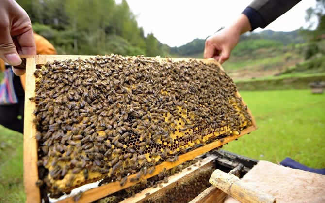 一個人能養多少箱蜜蜂