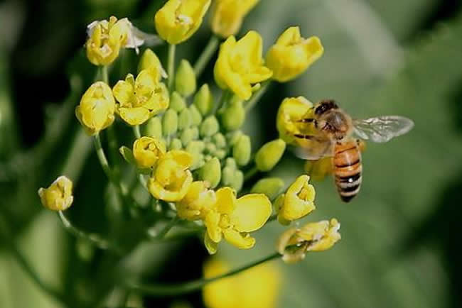 意大利蜜蜂什么時(shí)候開(kāi)始春繁？