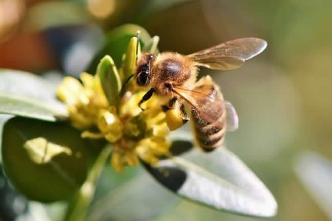 意大利蜜蜂什么時(shí)候開(kāi)始春繁？