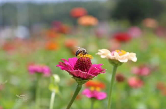 意大利蜜蜂什么時(shí)候開(kāi)始春繁？