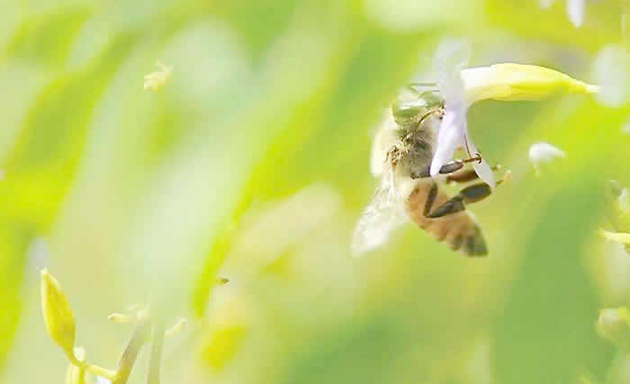 意大利蜜蜂什么時(shí)候開(kāi)始春繁？