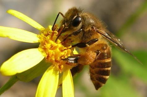 工蜂為什么殺死蜂王（工蜂會殺死蜂王么）