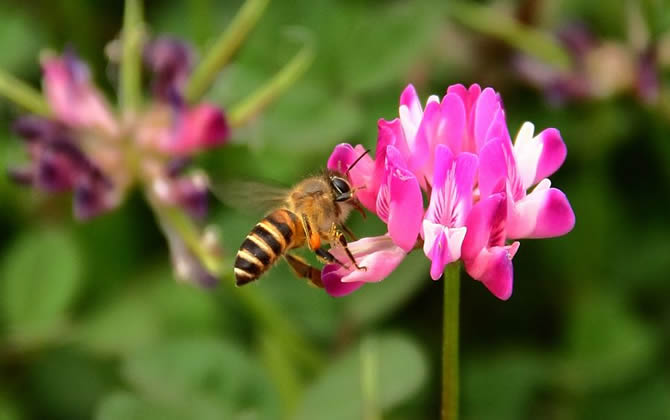 新手養(yǎng)蜂