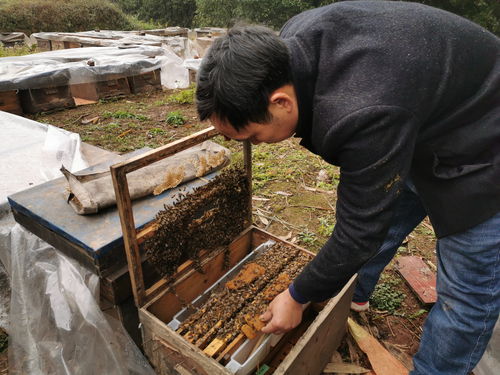 中蜂如何快速擴大蜂場（中蜂這樣擴場快）