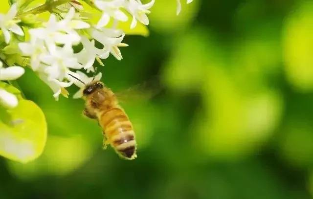 養蜂人一年能賺多少錢？