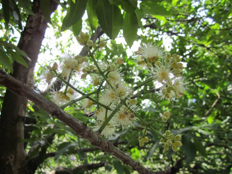 養蜂人一年能賺多少錢？