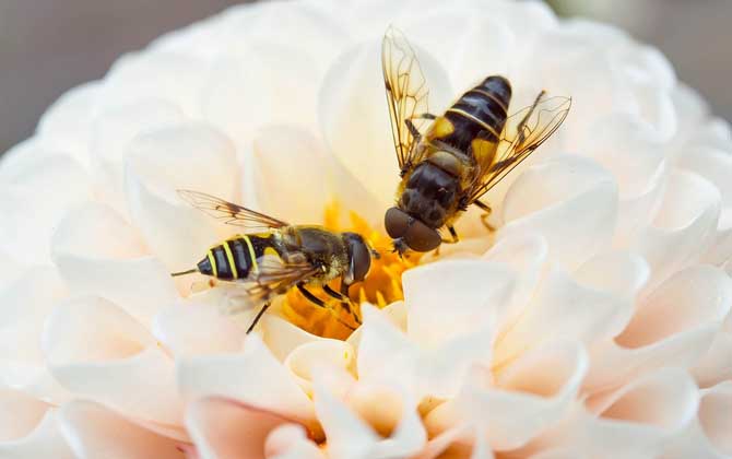 怎樣招蜜蜂方法最快（怎么找蜜蜂）