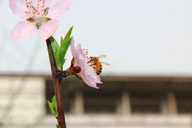 蜜蜂身上的灰白色物體是什么？