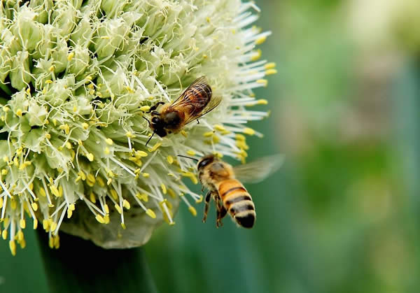 【蜜蜂知識】一窩蜜蜂可以有幾個蜂王？