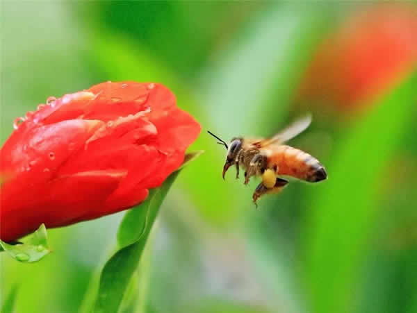 【蜜蜂知識】一窩蜜蜂可以有幾個蜂王？