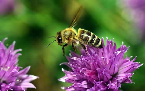 【蜜蜂知識】一窩蜜蜂可以有幾個蜂王？