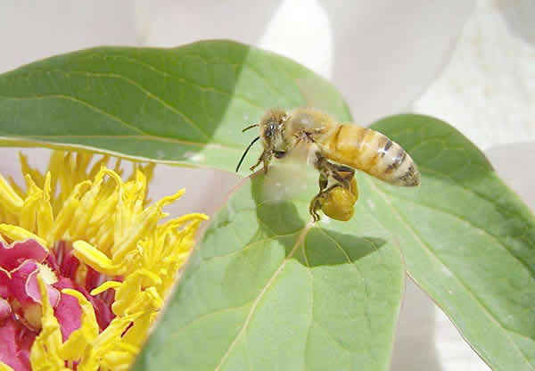 【蜜蜂知識】一窩蜜蜂可以有幾個蜂王？