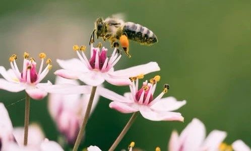 蜂蜜的波美度是什么意思（怎么看多少度算是比較好的）