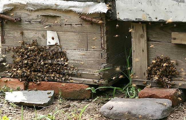 如何有效預防和制止盜蜂現象