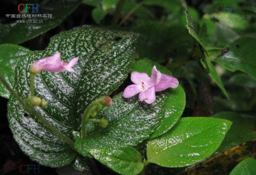 消失100多年！云南發(fā)現(xiàn)極危物種異葉苣苔，野生華南虎會出現(xiàn)嗎？