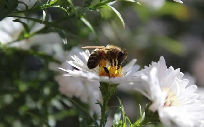 怎么區(qū)分工蜂和蜂王