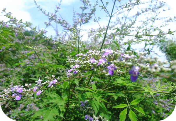 有哪些蜂蜜是最常見的（常見的17種蜂蜜介紹）