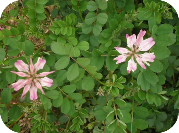 有哪些蜂蜜是最常見的（常見的17種蜂蜜介紹）