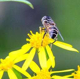 庭院養殖蜜蜂的方法（如何控制中蜂群數量）